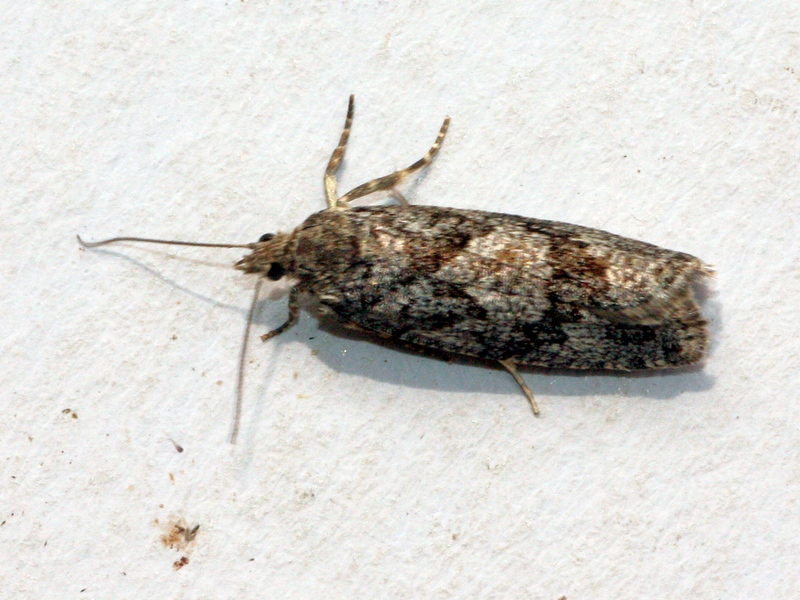 Aiuto ID 1 - Zeiraphera griseana